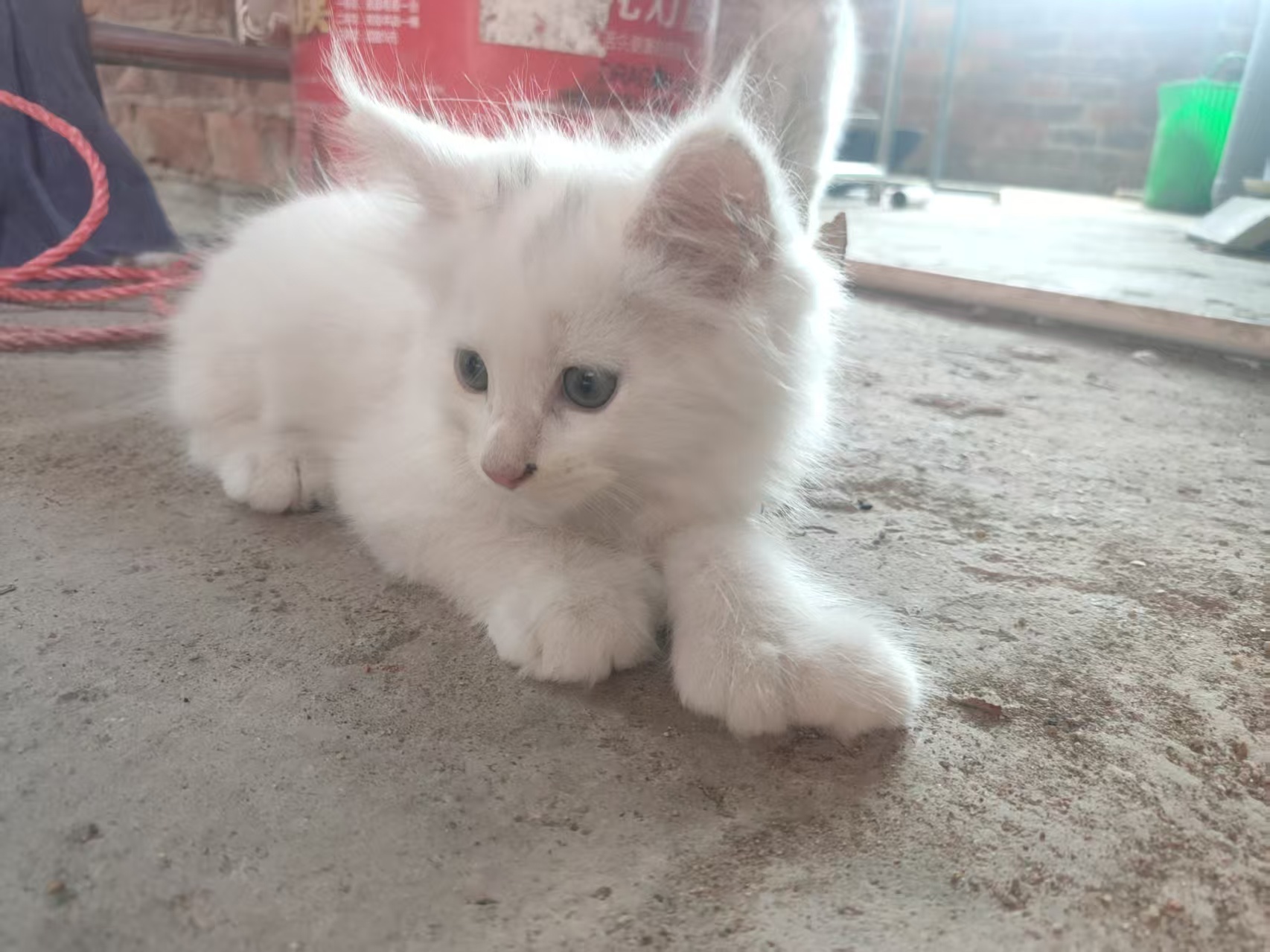 缅因，有异瞳，大脚